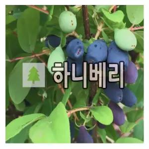 하스카프나무 묘목 하니베리 인디고잼 5치포트묘