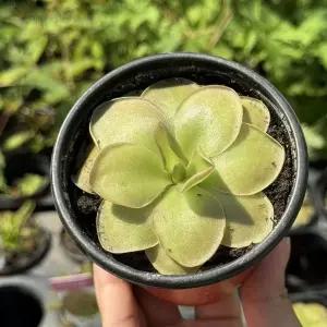 벌레잡이 제비꽃 티나 모라넨시스 모기 파리 날파리 식충식물 공기정화 공기정화식물 d-WFOLKJ2