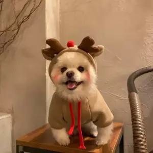 루돌프 하트 의상 옷 크리스마스 강아지