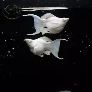 플레티넘 보석눈 몰리 (열대어, 관상어)