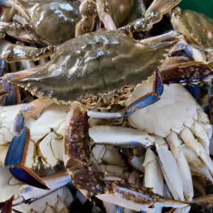 [파인밀] 26년 서해안 제철 생물 숫꽃게 활꽃게 1kg (2-3미)