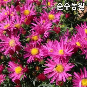 홍화쑥부쟁이 모종 10cm포트 3개/야생화/야생국화