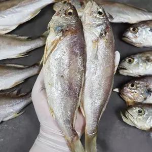 서천어부의 반건조 백조기 중대 10미