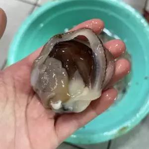 여수 생물 손질 검정 새조개 500g 25미 내외 횟감용