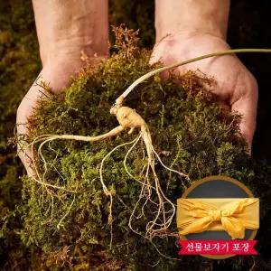 강원도 토종 산양삼 선물세트 5 6년근 (3뿌리)
