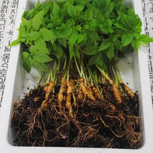 (1년근-중) 참기운 청정새싹삼 50뿌리