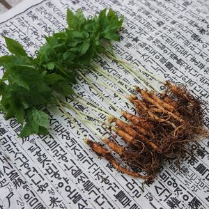 (1년근-소) 참기운 청정새싹삼 300뿌리
