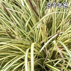 상록사초류 모종, 에버골드 포트묘 10개/그라스/다년초/조경수