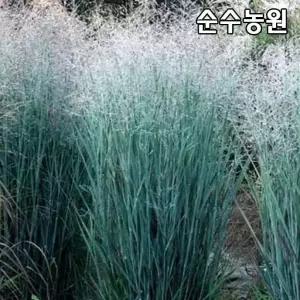 파니쿰 모종, 헤비메탈 대품화분 1개/그라스/다년초/조경수