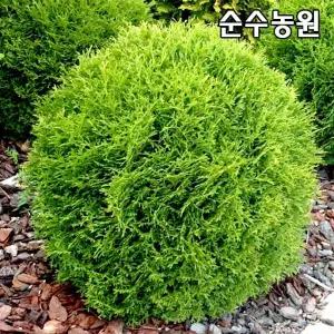 둥근측백나무 묘목, 데니카 키30cm 7치포트 1개/상록수/정원 화단 옥상조경