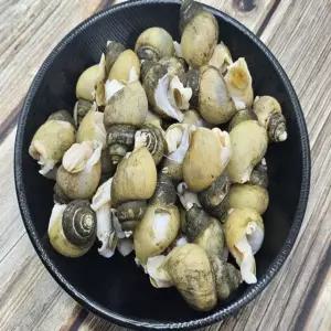 급냉 골뱅이 1kg 백고동 하모니 s-A3CB0