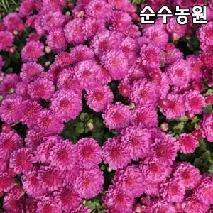 국화 소국 모종 (지지 핑크) 10cm포트 3개/가을꽃