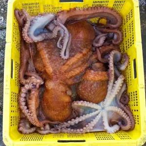 동해안 활 피문어 1kg