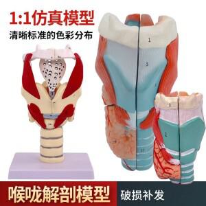 2X 확대 후두 모델 머플러 해부학 표본 목 혈관 갑상선 아담의 사과 목, 교육 시뮬레이션