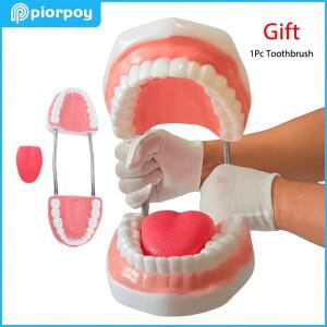 PIORPOY 교육 모델 거대한 치아 치과 시연 칫솔 의사 실습 훈련 Dropship