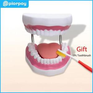 PIORPOY 교육 모델 거대한 치아 치과 시연 칫솔 포함 의사 실습 드롭쉽