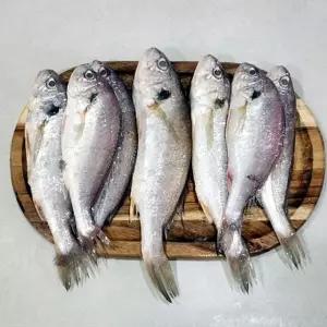 백빛 백조기 1kg 기타생선 반건조생선 틸라피아 메로구이 양미리 도루묵 민어회 GWFOBZO8