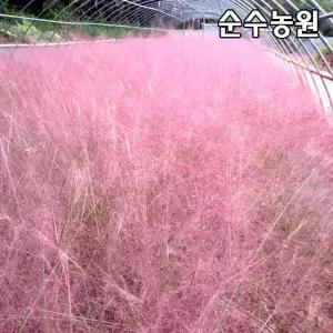 핑크뮬리 뮬렌버기아 모종, 8치포트 1개/그라스/다년초/가을꽃/조경수
