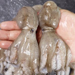 서천 생물 쭈꾸미 1kg 10-16미내외 자연산 주꾸미 서해안 당일어획 산지발송 (금어기 냉동발송)
