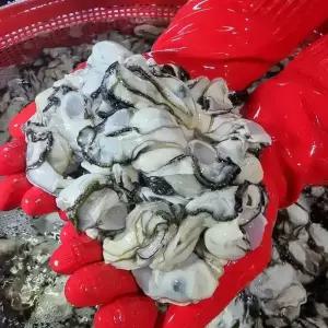 통영 서민갑부 생굴 평화수산 통영굴 3kg