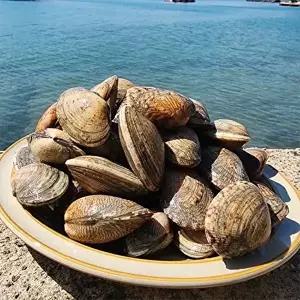 [자연맛남]품질보장 제철 통영 다이버 왕바지락 1kg