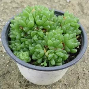 15cm 다육화분 (상토와 마사만사용) (옵투샤 하월시아) 지름 중품 옵튜샤