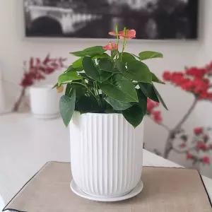 모던 도기 화분 세로줄실린더 18x20cm 중화분 도자기 인테리어 거실 베란다 집화분 예쁜 식물 선물 장식 디