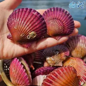 통영 세척 홍가리비 3kg(90미 내외)