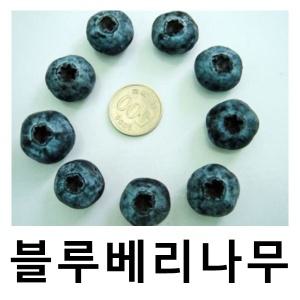 블루베리나무 묘목 챈들러 2년생 포트묘 2개묶음