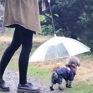 강아지 우산 애견 우산 투명 휴대용 강아지산책 비오는날 가림막