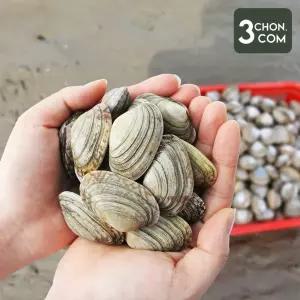 [삼촌밥먹자] 국내산 바지락 1kg