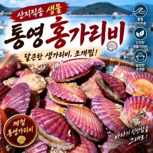 [산지직송 생물] 통영 홍가리비 달큰한 생가리비 조개찜