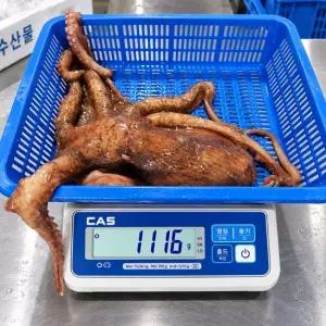 장보리 동해바다 별미 활 피문어 1kg