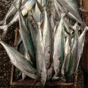 생물 삼치 1kg(3-4미)