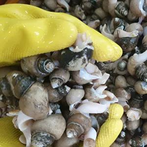 건담농수산 동해 자숙 흑골뱅이 대 1KG (20-40미)  4개 골뱅이숙회 제철음식 술안주