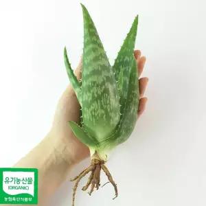 모종 알로에 취미 화분 애기알로에 3개 사포나리아