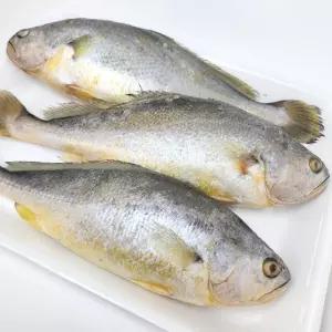 냉동 부세조기 700g 제수용 명절생선