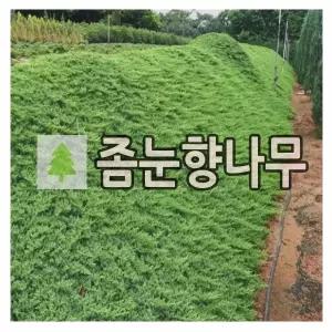 좀눈향나무 묘목 50-60cm