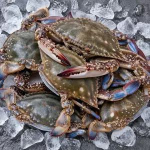 당일조업한 싱싱한 제철 활 숫꽃게 3kg(9-15미)