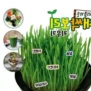 새싹보리 키우기 키트 재배기 - 국내산 수경식물 q-WA35E0D