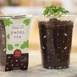 허브 바질 키우기 세트 재배 x-WFLJE8O 화분 허브식물