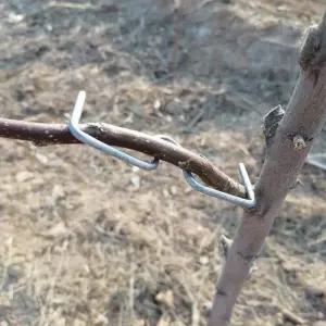 고정 클립 지지대 식물 사과나무 고정클립 나무 고추대 묘목 사과 고정기구