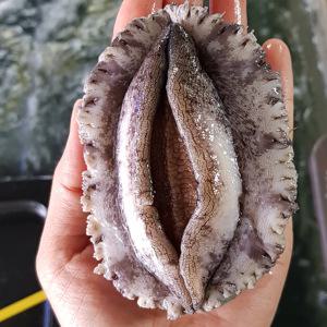 특대 살아있는 완도전복 1kg 약7~10마리 선택 고급횟감 완도활전복 당일작업 산소해수포장