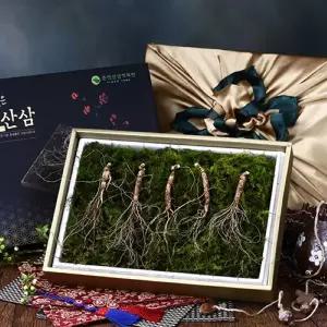 [자연지기] 산양산삼 7~8년근 5뿌리 선물세트