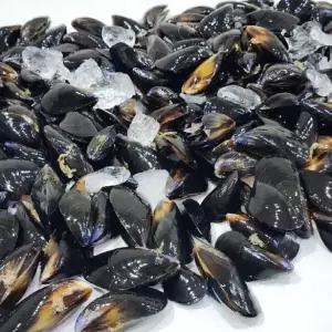 통통 다듬이 홍합 2kg