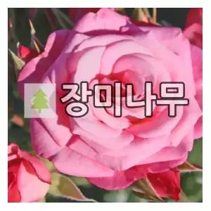 장미나무 묘목 독일장미 사계 제니아 개화주
