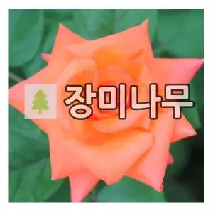 사계장미나무 묘목 유럽장미 프루이트