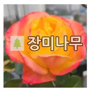 장미나무 묘목 사계덩굴장미 스펙트라