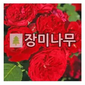 장미나무 묘목 독일장미 코데즈 로트케프헨