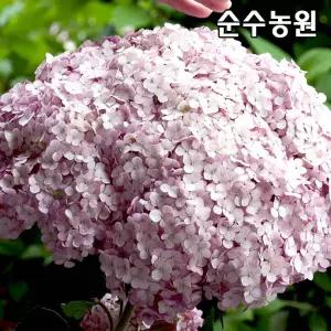 아나벨수국나무 묘목, 스위트아나벨 15cm포트 1개/미국수국/꽃나무/조경수
